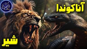 نبرد حیوانات - نبرد شیر و مار آناکوندا