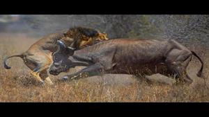 نبرد حیوانات - شدیدترین نبردهای حیوانات درج دوربین