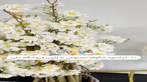 تولید درختچه مصنوعی شکوفه به ژاپنی | فروشگاه ملی