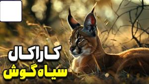 نگاهی به دنیای سیاه‌ گوش صحرایی، کاراکال