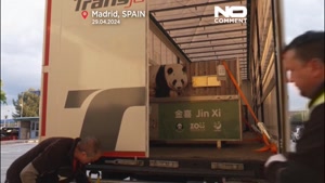 دو پاندای اهدایی چین به باغ وحش مادرید رسیدند