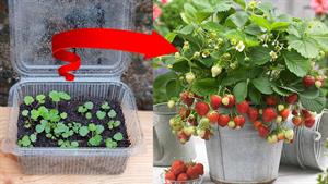 آموزش کاشت توت فرنگی در خانه 