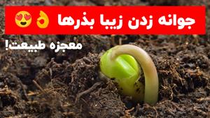 زمین و زندگی: روایتی از رشد بذرها در ویدیو تایم لپس!
