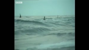 ویدئویی از شکار شیرهای دریایی توسط نهنگ ها