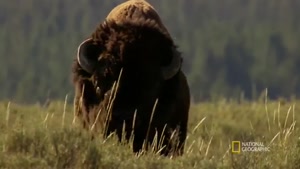 ویدئویی از صحنه های زیبا از حیات وحش 