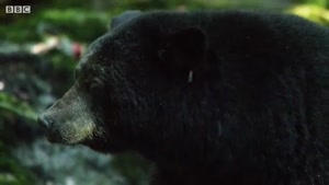 ویدئویی از محافظت خرس مادر از توله هایش در برابر خرس سیاه