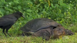 ویدئویی در مورد تصمیم گیری سخت لاکپشت مادر
