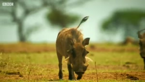 ویدیویی زیبا از تقابل شیرها و گراز وحشی