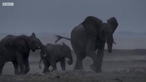 ویدئویی دیدنی از زندگی فیل ها