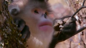 ویدئویی در مورد چگونگی زنده ماندن میمون دماغ سر بالا
