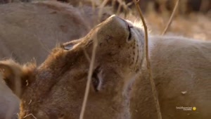 ویدئویی شگفت انگیز از لحظه شکار شیرها