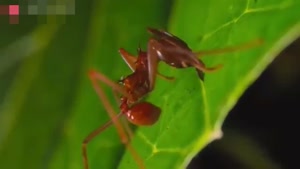 حیات وحش /  برش برگ ها توسط مورچه