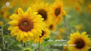 کلیپ صبح بخیر زندگی ☀️/ کلیپ قشنگ برای استوری