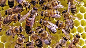  زندگی پیچیده زنبورها - سفری به درون یک کندو