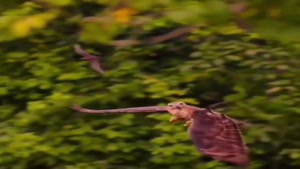 شکار حیرت انگیز و دیدنی خفاش در هوا توسط عقاب