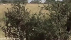 شکار تماشایی گورخر پرقدرت توسط گله شیرها