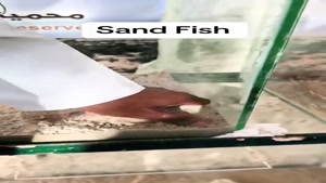 ماهی عجیب که در خاک زندگی میکند