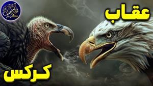 نبرد حیوانات - نبرد عقاب و کرکس