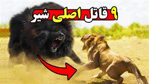 حیات وحش - قاتلین اصلی شیرها 