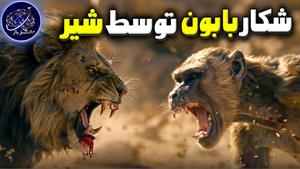 نبرد حیوانات - نبرد بابون و شیر