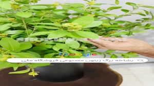 تولید شاخه برگ مصنوعی زیتون | فروشگاه ملی