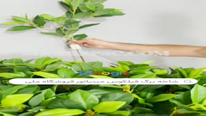 تولید شاخه برگ مصنوعی فیلکوس مینیاتور | فروشگاه ملی