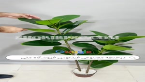 تولید درختچه مصنوعی فیلکوس | فروشگاه ملی