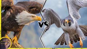 عقاب مقابل شاهین | صحنه های نبرد این دو پرنده