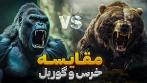 خرس قدرتمنده یا گوریل؟ | جنگ و دعوای دیدنی خرس و گوریل