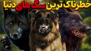 10 تا از خطرناک ترین سگ های دنیا