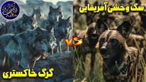 نبرد حیوانات - نبرد گله گرگ خاکستری و گله سگ آفریقایی وحشی