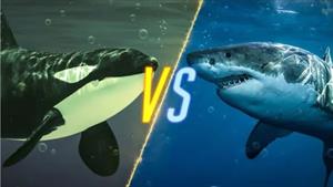 نبرد حیوانات - نبرد نهنگ قاتل و کوسه سفید بزرگ