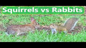 سنجاب ها در مقابل خرگوش ها - چه کسی برنده می شود؟