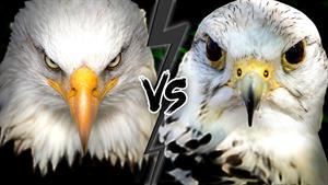 عقاب یا شاهین - چه کسی برنده این مبارزه خواهد بود؟