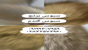 سبوس / سبوس برنج / سبوس گندم