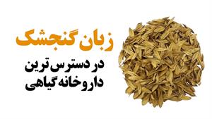 زبان گنجشک گیاه در دسترس / برای درد های موضعی و روماتیسمی