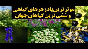 سمی ترین گیاهان و موثرترین داروهای گیاهی برای رفع مسمومیت