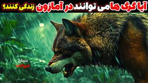 حیات وحش - اگر گرگها در جنگل های آمازون زندگی می کردند ...