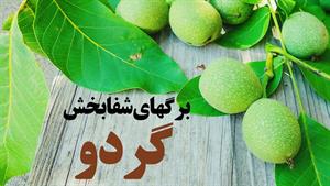 خواص باورنکردنی برگ گردو 