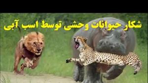 شکار حیوانات وحشی توسط اسب آبی غول پیکر