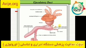 لیست معافیت پزشکی بیماری های دستگاه ادراری و تناسلی