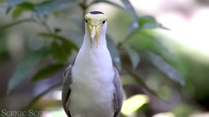 منظره صوتی جنگل های بارانی 🌳🎵