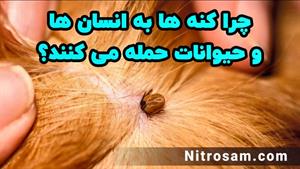 سم نابودی تخم کنه - بهترین سم کنه کش