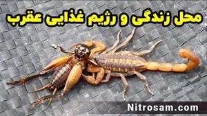 سم نابودی عقرب سیاه - بهترین سم عقرب کش