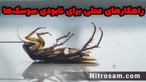 سم نابودی تخم سوسک - بهترین سم سوسک کش