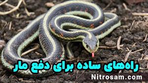 فروشگاه سم دافع مار در تهران - سم تضمینی مارکش