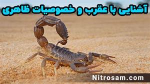 خرید سم عقرب کش - سم عقرب کش قوی