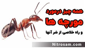 سم نابودی لانه مورچه - بهترین سم مورچه کش