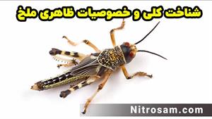 خرید سم ملخ - سم ملخ قوی