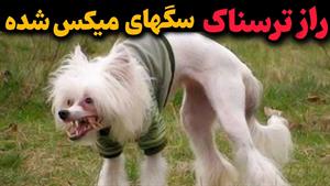 سگهای میکس شده - عجیبترین سگهای دنیا 😱